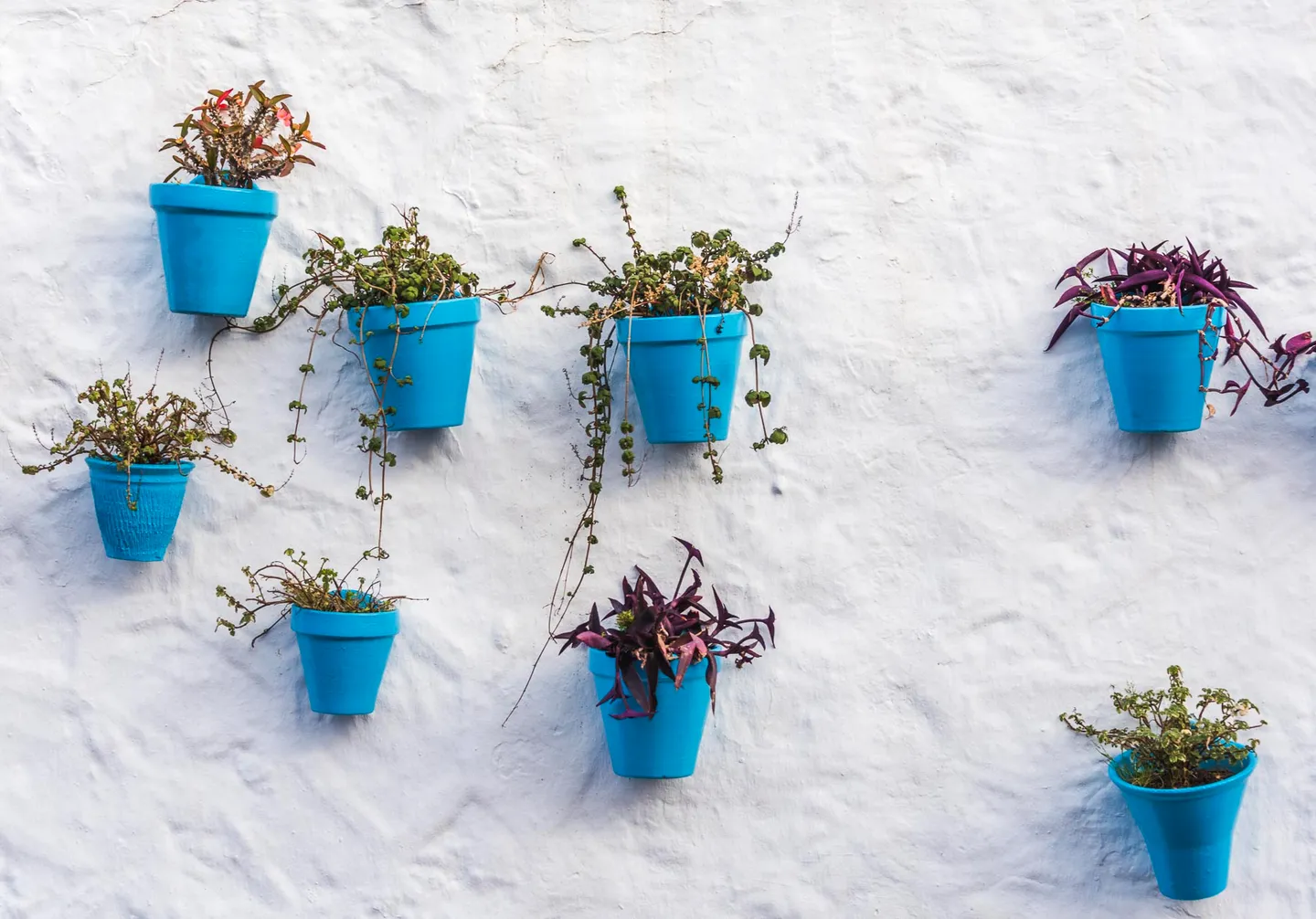Blue flower pots arranged across a whitewashed wall in Mijas Pueblo.