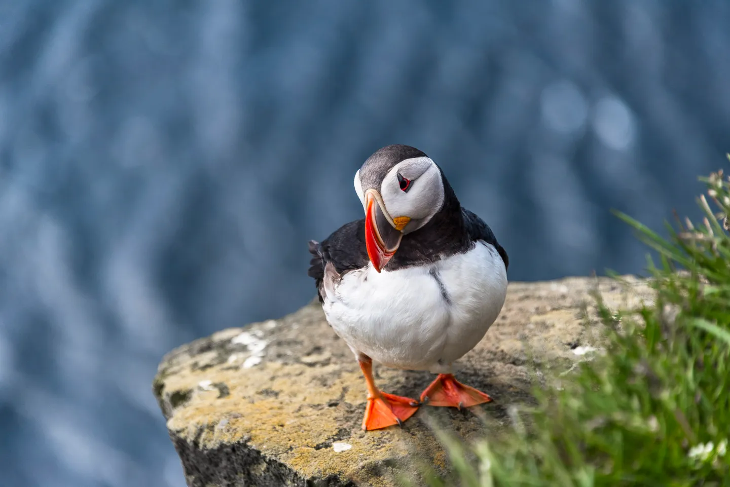 An Atlantic puffin photographed at Dunnet Head in northern Scotland.