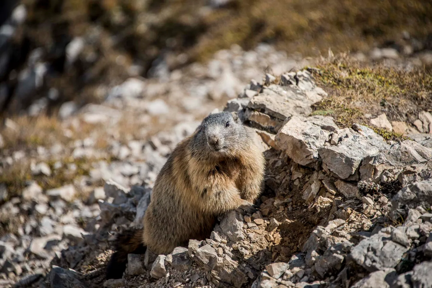 An Alpine marmot in the Austrian mountains.
