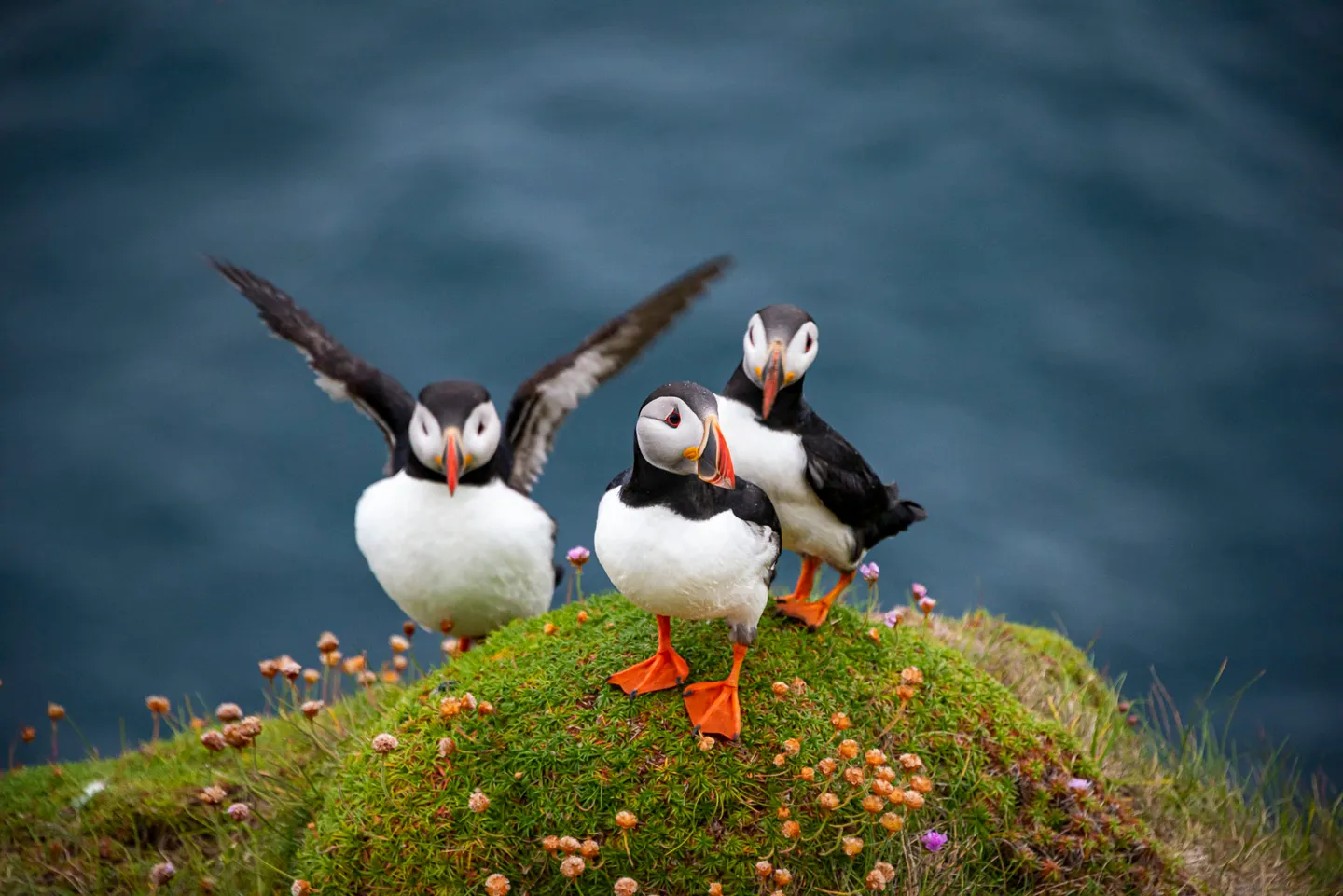 Three Atlantic puffins standing on a flowered green cliff above dark blue water.