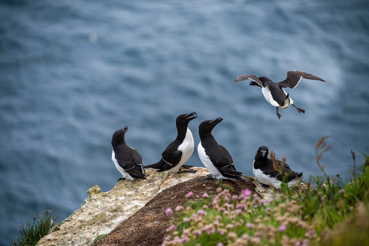 Razorbills gathered on the sea cliffs near John o’ Groats.