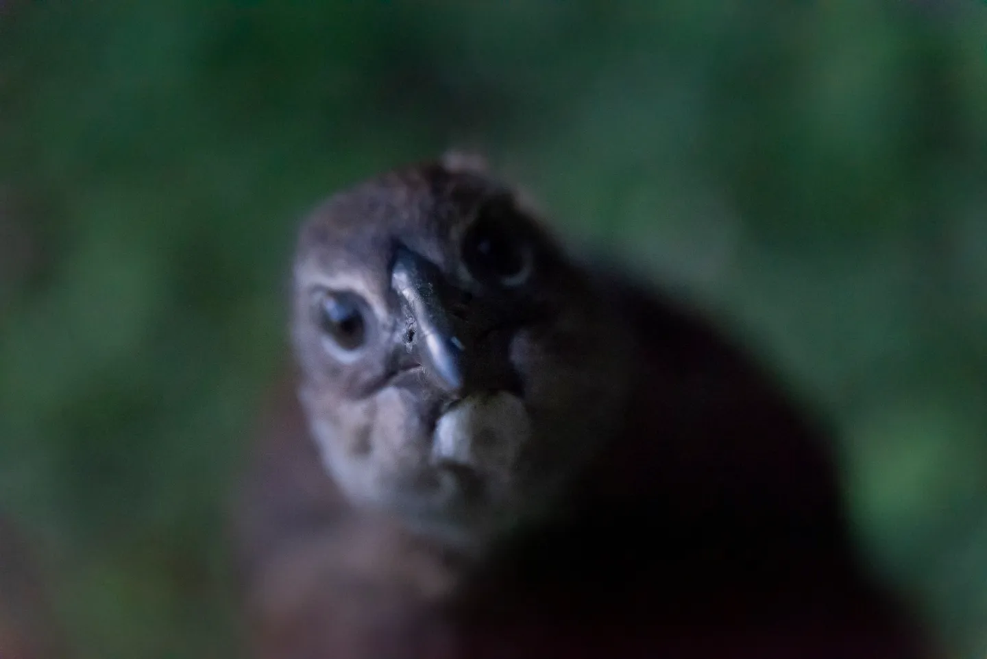 A weka, a flightless bird native to New Zealand.
