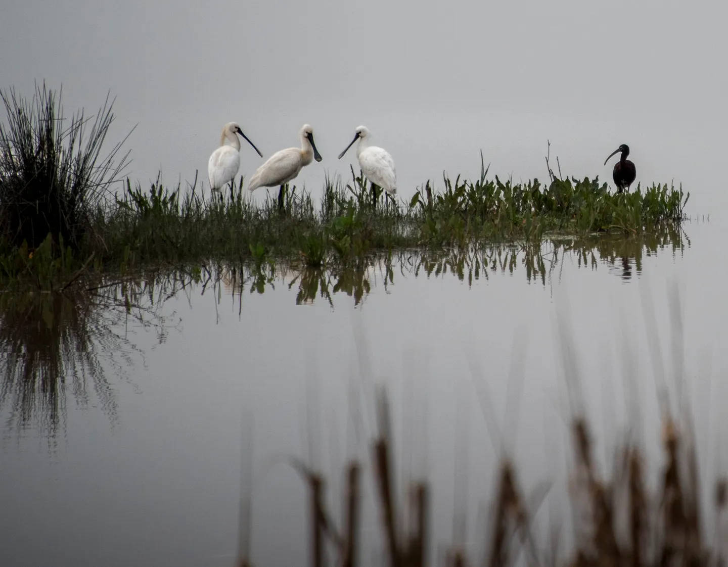 Eurasian spoonbills and a glossy ibis standing in the wetlands of Doñana.