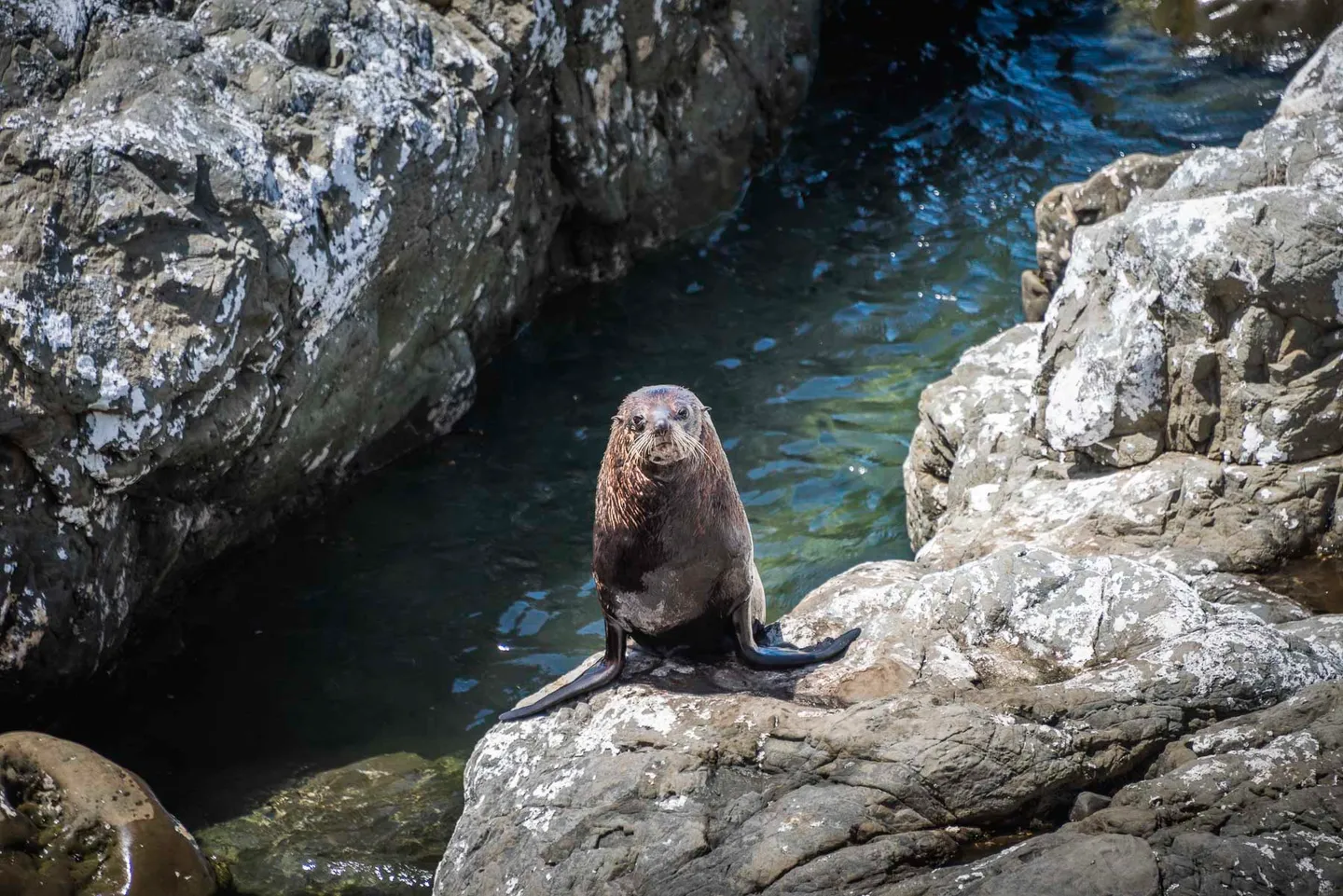 A New Zealand fur seal resting on coastal rocks beside clear water.