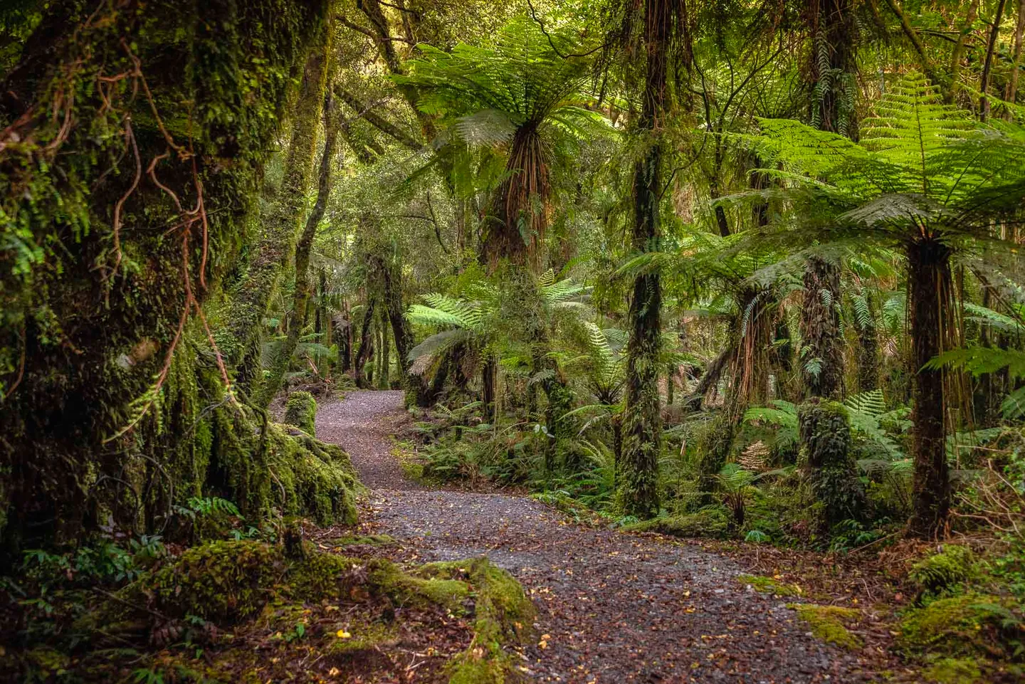 An open road on New Zealand’s North Island.