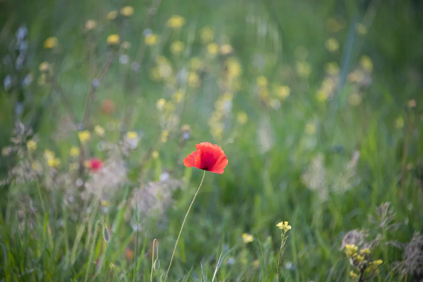 A minimalist detail from the Tuscan landscape.