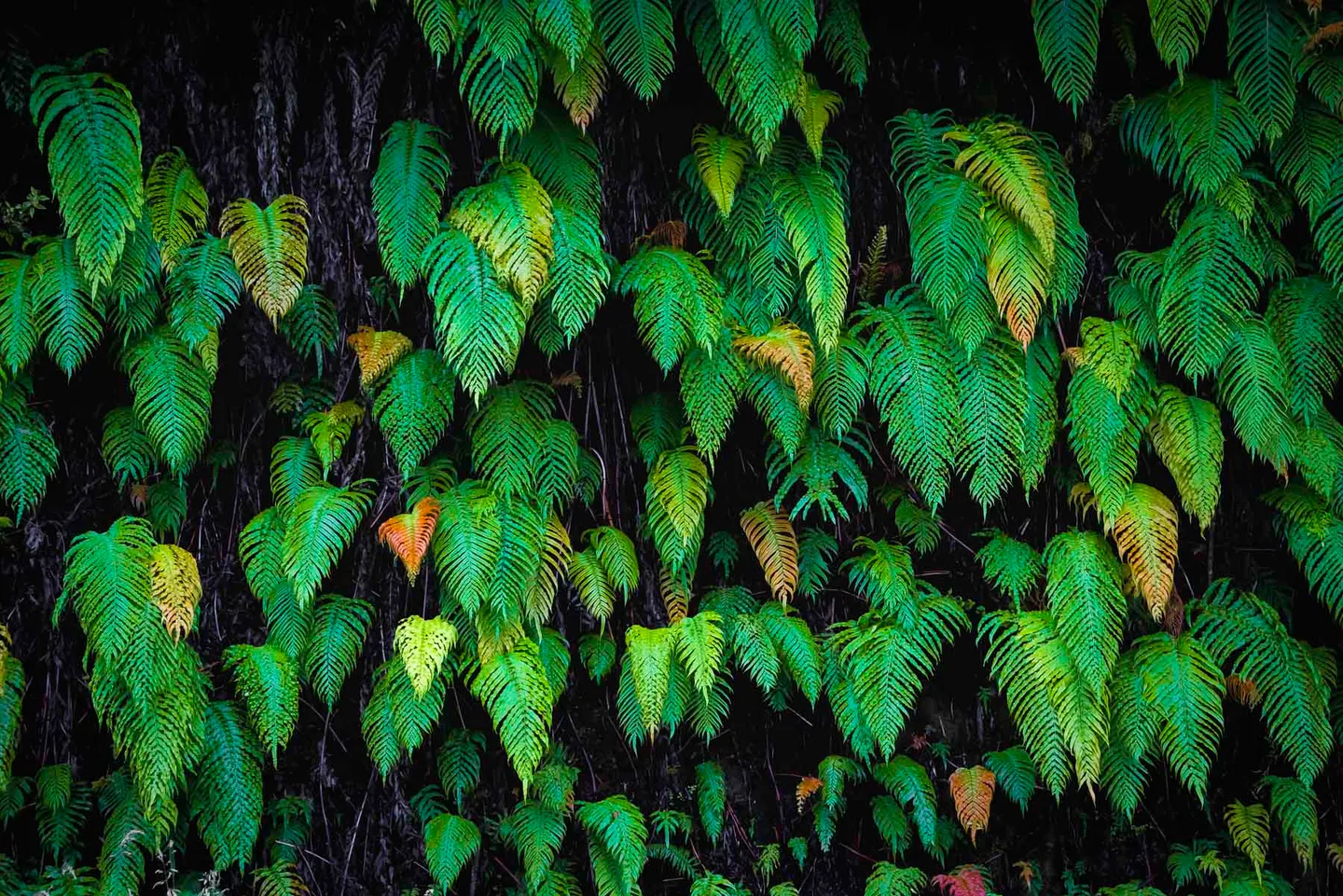 Dense bright-green fern fronds arranged against a deep black forest background.