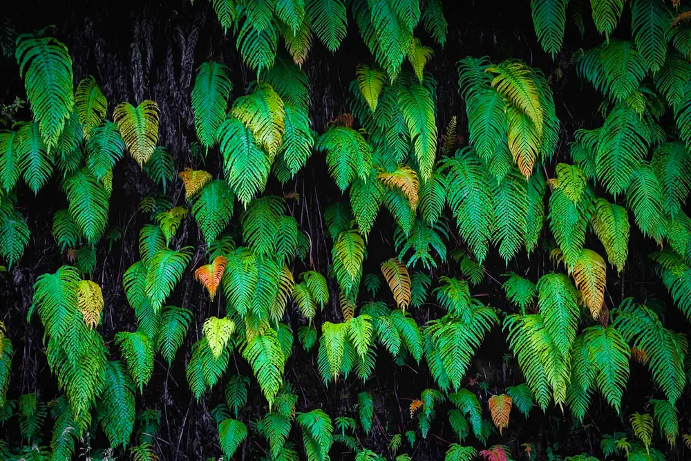 Dense bright-green fern fronds arranged against a deep black forest background.