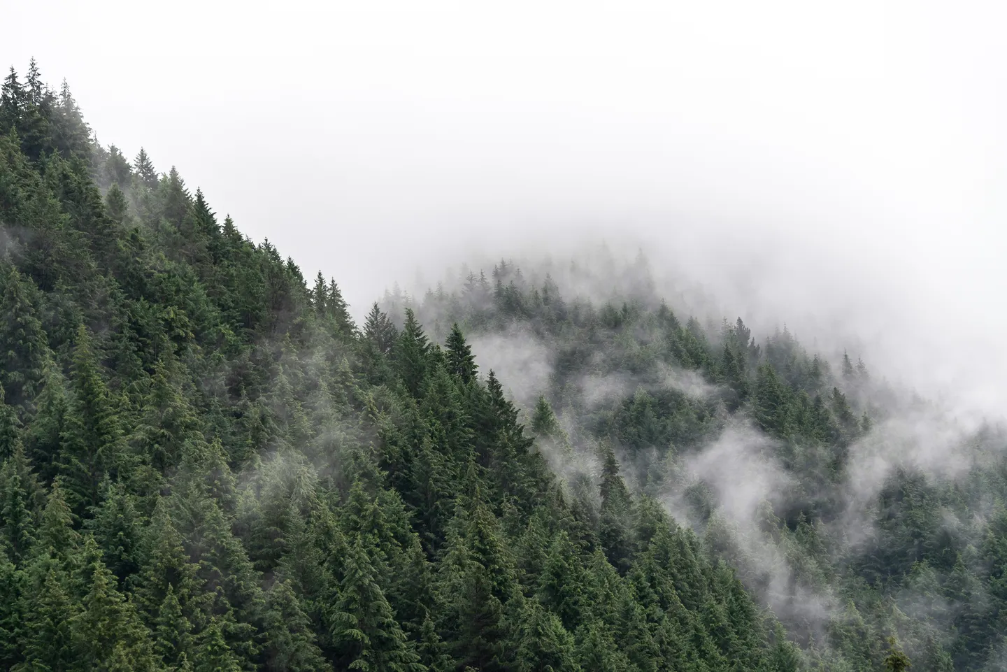 Travel photograph titled “Cloud Forest” from the tranquility series.