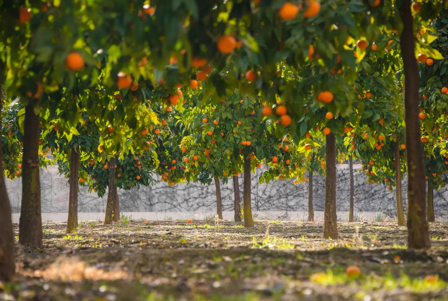 Orange trees and historic architecture within the Alhambra in Granada.
