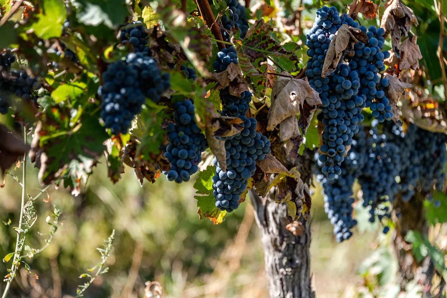 Grapes growing in the wine region of Kakheti, Georgia.